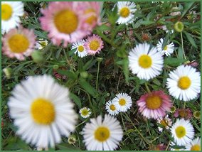 Daisies