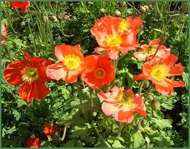 Poppies