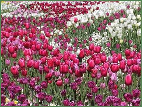 Tulips